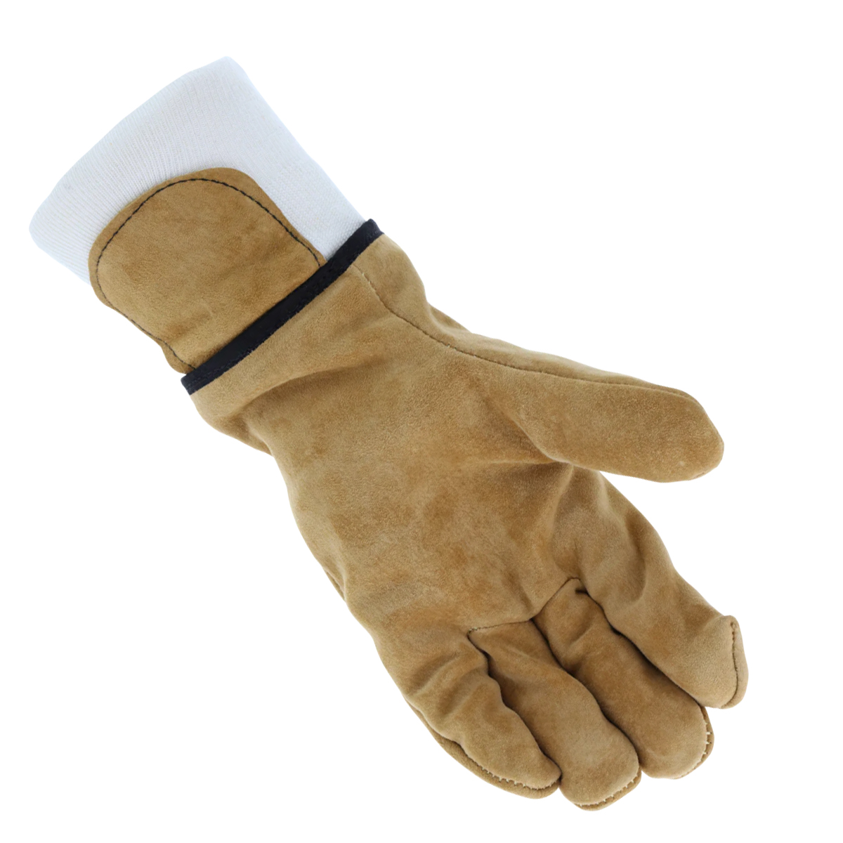 AC543-Palm.jpg