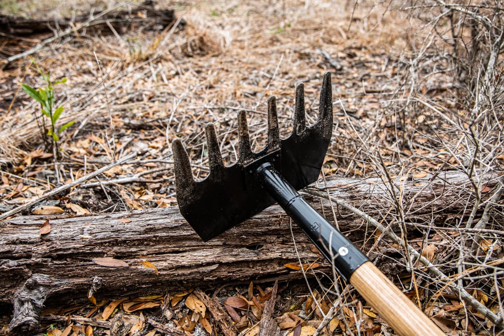aj463-in-forest.jpg